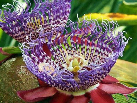世界上最罕见的花图片,最罕见的花,罕见的奇花_大山谷图库