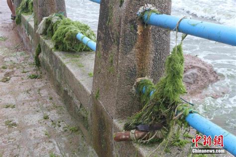 青岛海域再遭浒苔侵袭 一天清理出350吨 - 海洋财富网