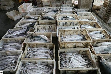 淡水鱼价格连涨一个月“大鱼”自由还得再等等——马鞍山新闻网