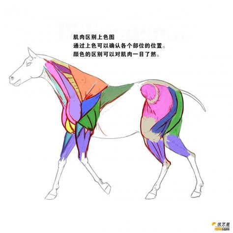 如何挑选骑乘马,最适合骑乘的大型马,马的种类及图片和介绍(第14页)_大山谷图库