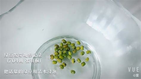 绿豆发芽观察日记_腾讯视频