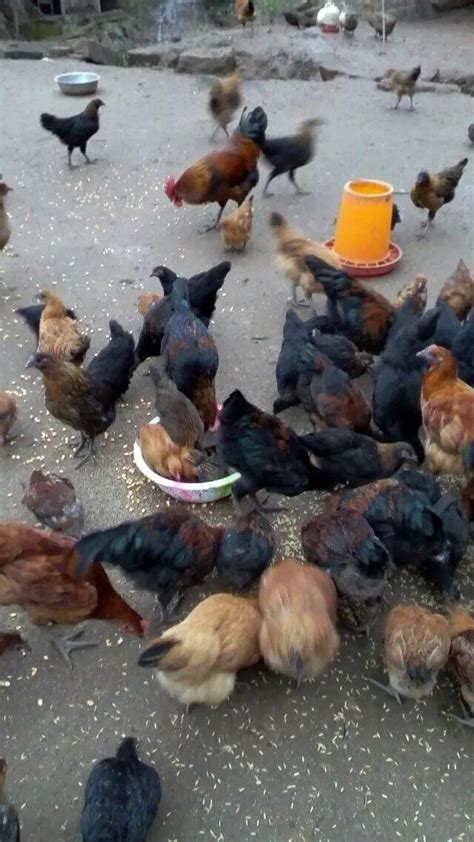 出售土鸡，土鸡蛋-资阳论坛-麻辣社区