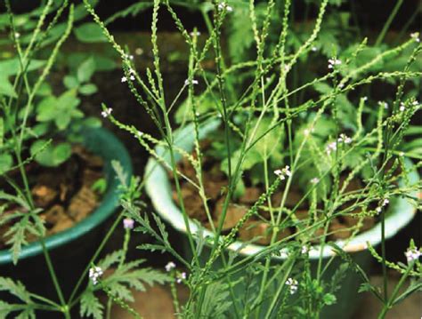 马鞭草好养吗？马鞭草种植方法和时间-养花技巧-江苏长景园林
