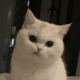 有什么特别可爱猫猫的动态图或表情包吗？ - 知乎