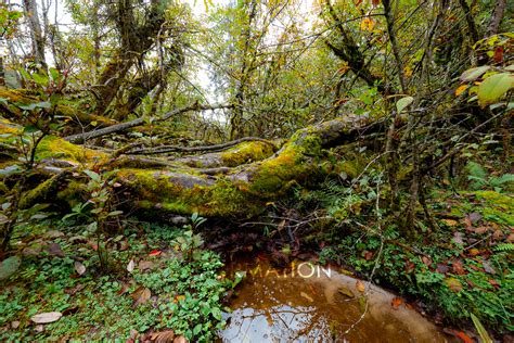 【原始森林摄影图片】长白山生态摄影_佳摄小卒_太平洋电脑网摄影部落