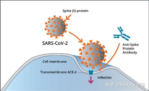 求科普：新型冠状病毒传播机理及身体免疫过程? - 知乎