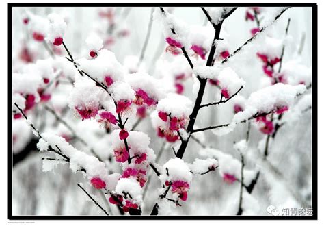 大雪中的梅花图片,大雪压梅花图片,大雪梅花_大山谷图库