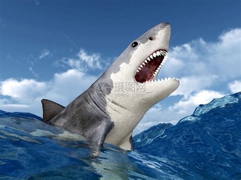 大白鲨,水,水平画幅,水下,鲨鱼,风险,野外动物,怪异,氧气瓶,仅成年人摄影素材,汇图网www.huitu.com