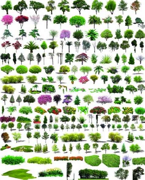 景观设计素材之手绘立面植物（含PSD格式、JPG格式）[原创]