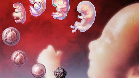 胎宝宝1-10月发育过程，3D演绎，真实感受胎儿的成长变化