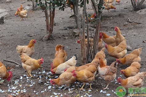 湖南最好的地方鸡品种 - 惠农网