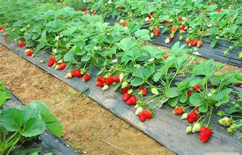 基地大量种植四季草莓苗 红颜草莓苗 章姬草莓苗 品种全草莓苗-阿里巴巴
