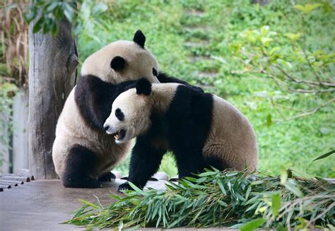 野生大熊猫增多，会不会跑到邻国，变成非中国独有物种？