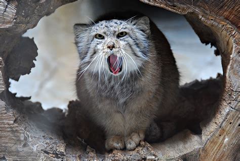 如何看待三江源野生动物荒漠猫数量仅剩不到1万只，保护生物多样性有多重要？ - 知乎