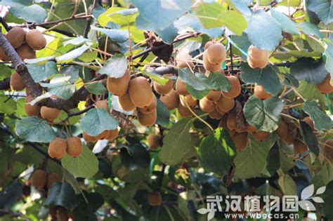 中华猕猴桃简介 - 绿果猕猴桃品种