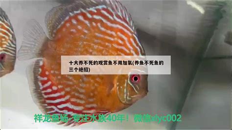 盘点十大养不死的热带鱼，金三角灯排名榜首(2)_巴拉排行榜