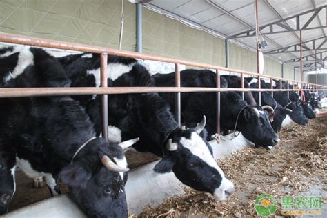 2020年中国奶牛养殖行业市场前景分析，行业越发趋向规模化「图」_华经情报网_华经产业研究院
