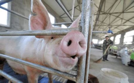养猪场消毒的方式有哪些？ 养猪设备|环境控制器 尽在临沂普惠农牧