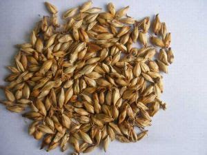 麦芽 批发中药材 大麦芽 生麦芽 炒麦芽 大麦毛 全芽足干 支持药-阿里巴巴