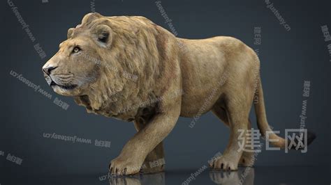 Cubebrush – Lion Anatomy 狮子解剖模型_人物与生物3D模型-CGHUB_在线CG视觉艺术交流平台