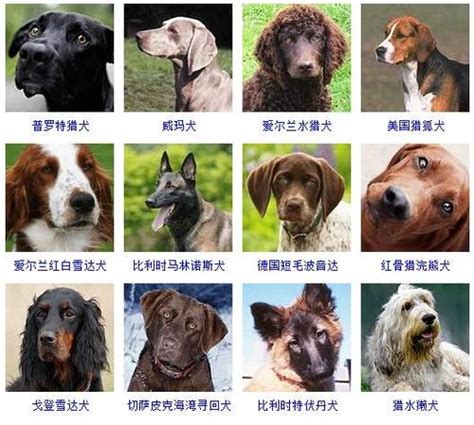 十大适合家养的中型犬排名，有哪些适合家养的中型狗狗