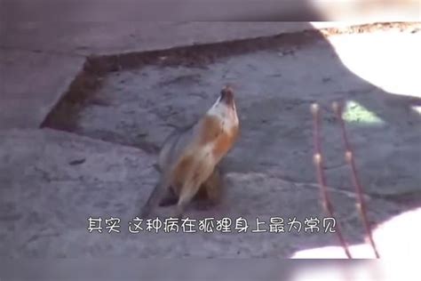 男子发现一只“怪异”的狐狸，全身不停抽搐，这到底是为什么？