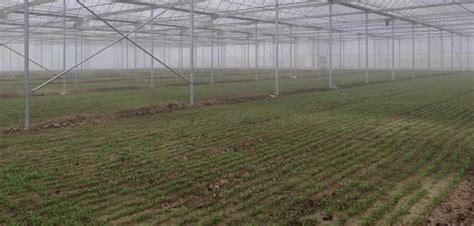 北京推广大棚越冬菠菜种植 早春供应量可达3000吨