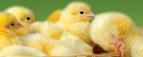 母鸡冬天几天下一个蛋 —【发财农业网】