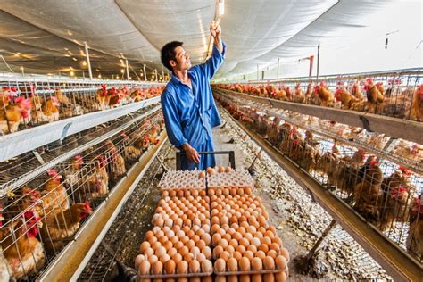 养鸡厂，生产的白色肉_千库映像