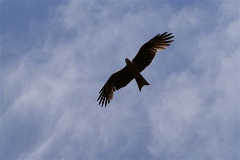 鹰马飞行速度,鹰马多长时间,老鹰的速度每秒多少米_大山谷图库