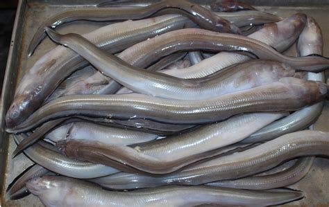 酸梅蒸鲈鳗 - 海洋财富网