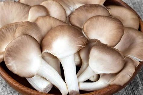 凤尾菇的种植要求条件，不同时期对营养成分需求不同 - 农敢网