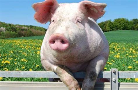 猪的普通话怎么说,怎么读_,一只猪怎么读_大山谷图库