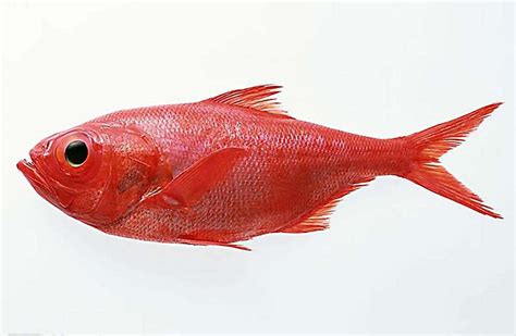 红色的鱼素材-红色的鱼图片-红色的鱼素材图片下载-觅知网