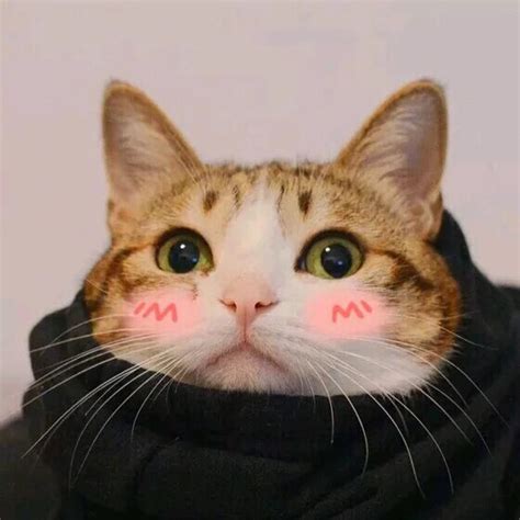 猫咪头像 - 堆糖，美图壁纸兴趣社区