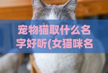 给猫咪取个好听的名字(给英短蓝白猫起名字)_起名_若朴堂文化
