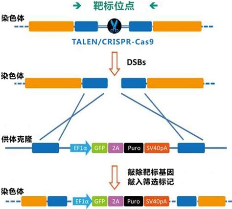 大豆多基因编辑表达载体的构建及应用