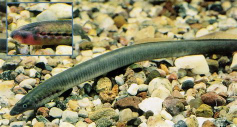 BioArt：揭示雄性七鳃鳗吸引异性的秘密