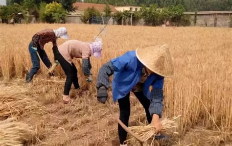 河南村民小麦收完不当粮食卖 经过3轮浸泡制成“干花”_手机新浪网