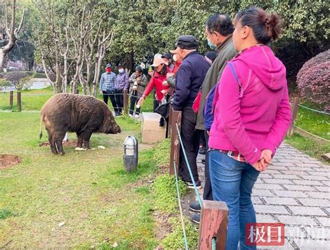 南京一公园游客近距离投喂野猪，管理方：山上野生的_八字_动物_市民
