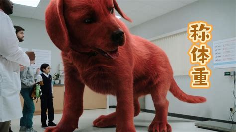 《大红狗克里弗》你绝对没见过这么大的狗，主人带狗狗去看兽医，一个大货车都难以装下！_高清1080P在线观看平台_腾讯视频