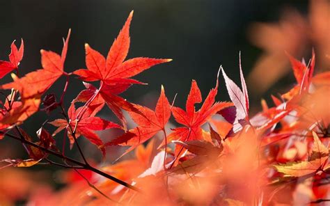 红红的枫叶像一枚枚邮票，飘哇飘哇，邮来了秋天的凉爽用了什么修辞手法-百度经验