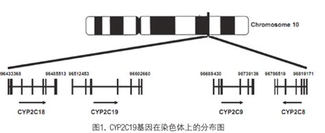 肝药酶CYP2C19基因的变 异特点与基因多态性检测技术_临床实验室_期刊文章_检验视界网