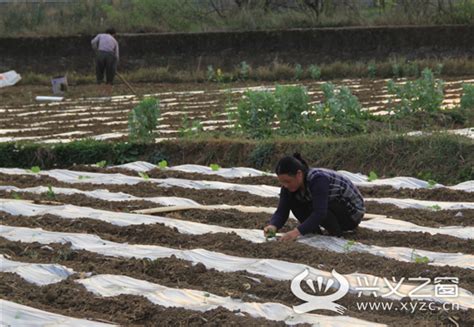 兴仁县城北街道多举措做好调整优化玉米种植结构工作 - 兴仁