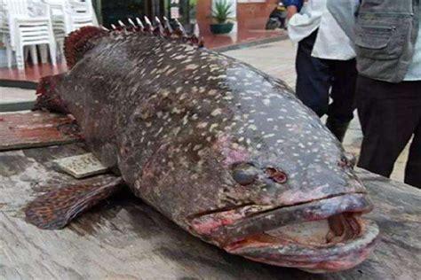 世界上最大的龙趸鱼 体重超过1500kg,汕头渔民捕捉_小狼观天下