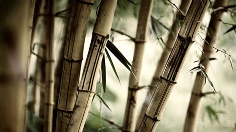 壁纸竹 壁纸竹子