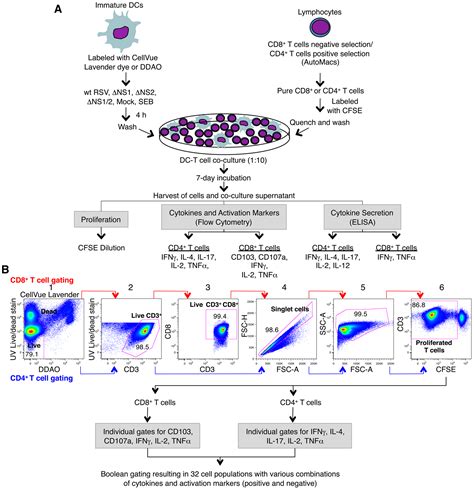 肝细胞癌肿瘤免疫微环境中T淋巴细胞的功能与调控机制