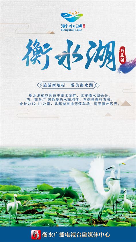 传媒网 【衡水湖5A创建进行时】海报 | 衡水湖荷花园