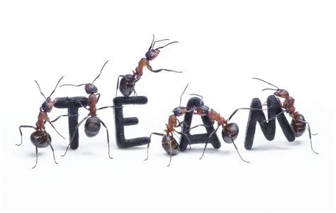 四只蚂蚁四只蚂蚁团队合作高清摄影大图-千库网