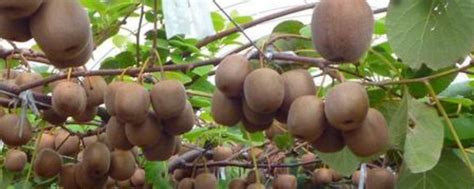 猕猴桃树几年结果？附猕猴桃的成熟时间和生长环境 - 农敢网